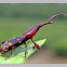 Straight-snouted weevil~