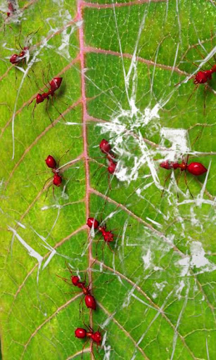 Red ants live wallpaper