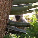 Vervet Monkey