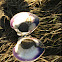 Clam shell