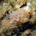 Batangas Nudibranch