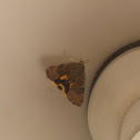 Moth