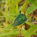 green shield bug