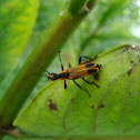 Goldenrod soldier beetle