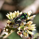 Horse-fly