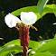 Costus speciosus  (Crape Ginger) 閉鞘姜