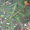 Eastern Hemlock