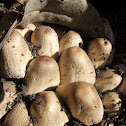 Coprinus sp
