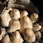 Coprinus sp