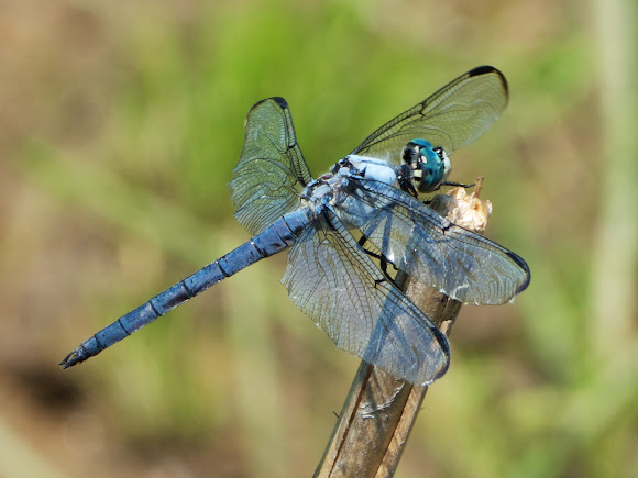 Spotting Image 1