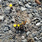 Small Tortoiseshell