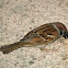 Eurasian Tree Sparrow