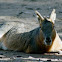 Mara / Patagonian mara