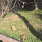 Squirrel monkey