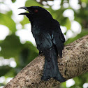 Spangled Drongo