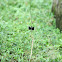 Unknown spotting
