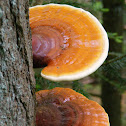 Ganoderma sp.