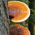 Ganoderma sp.