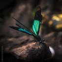 Philippine Blue Winged Torrent Dart