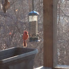 Northern Red Cardinal
