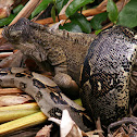 Boa e Iguana