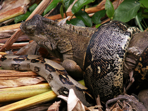 Spotting Image 1
