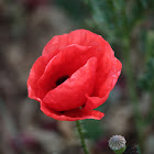 Common Poppy