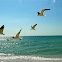 Laughing Gull