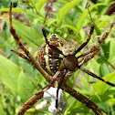 St Andrew's Cross Spider