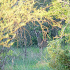 White Tailed Deer