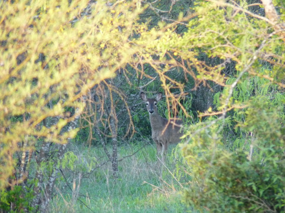 Spotting Image 1
