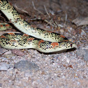 Long-nosed Snake