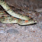Long-nosed Snake