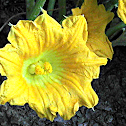 Squash Flower
