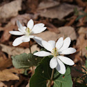 Bloodroot