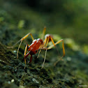 Trap-jaw Ant