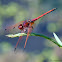Red-veined Dropwing