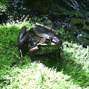 Green Frog