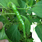 Asian chili