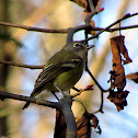 Cassin's Vireo