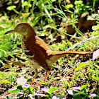 Brown Thrasher