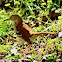 Brown Thrasher