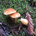 Waxy Cap Mushrooms