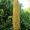 Fishtail Palm blossoms?