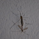 Mosquito