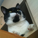 Domestic cat