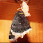 Mourning Cloak Butterfly