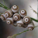 insect eggs