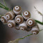 insect eggs