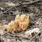 Coral mushroom
